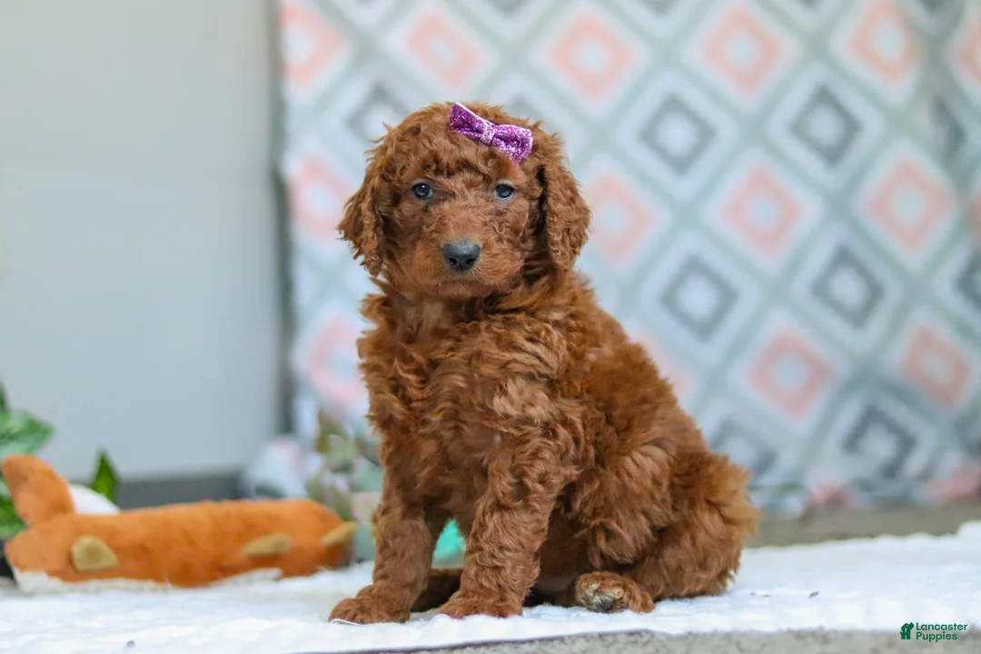 Goldendoodle dogs for sale: Chloe - Ad 5
