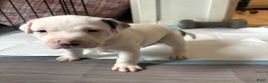 Titan