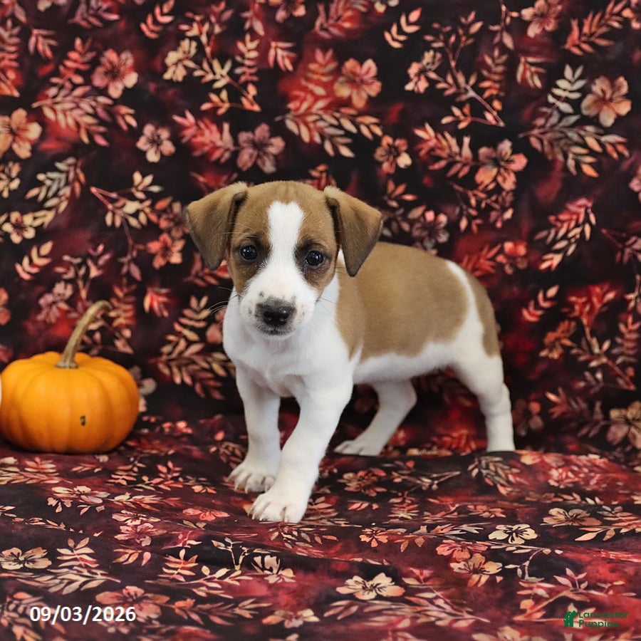 Jack Russell Terrier dogs Sandy - Ad 1