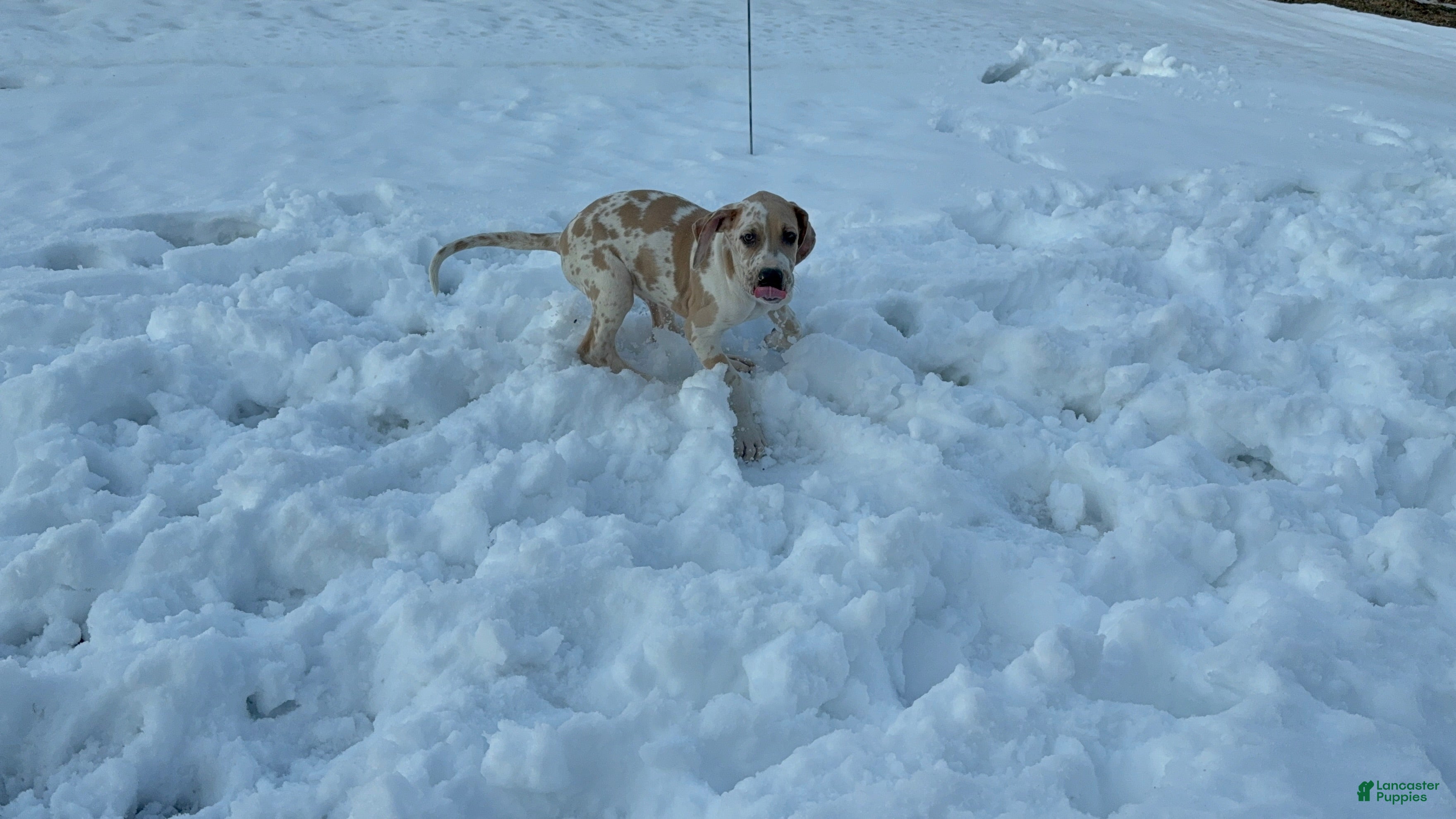 Great Dane dogs Harlin - Ad 2