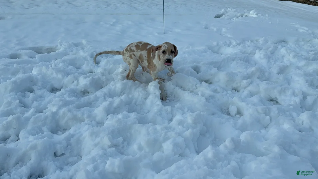 Great Dane dogs for sale: Harlin - Ad 2