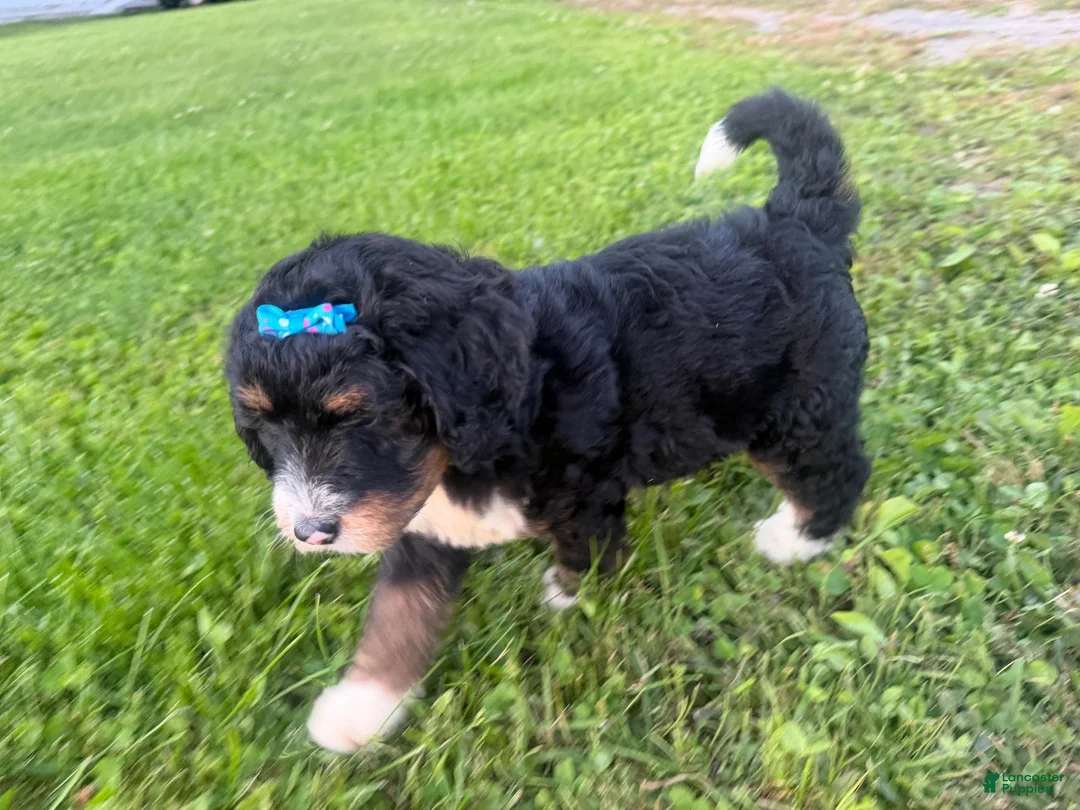 Bernedoodle dogs for sale: Sunny - Ad 2