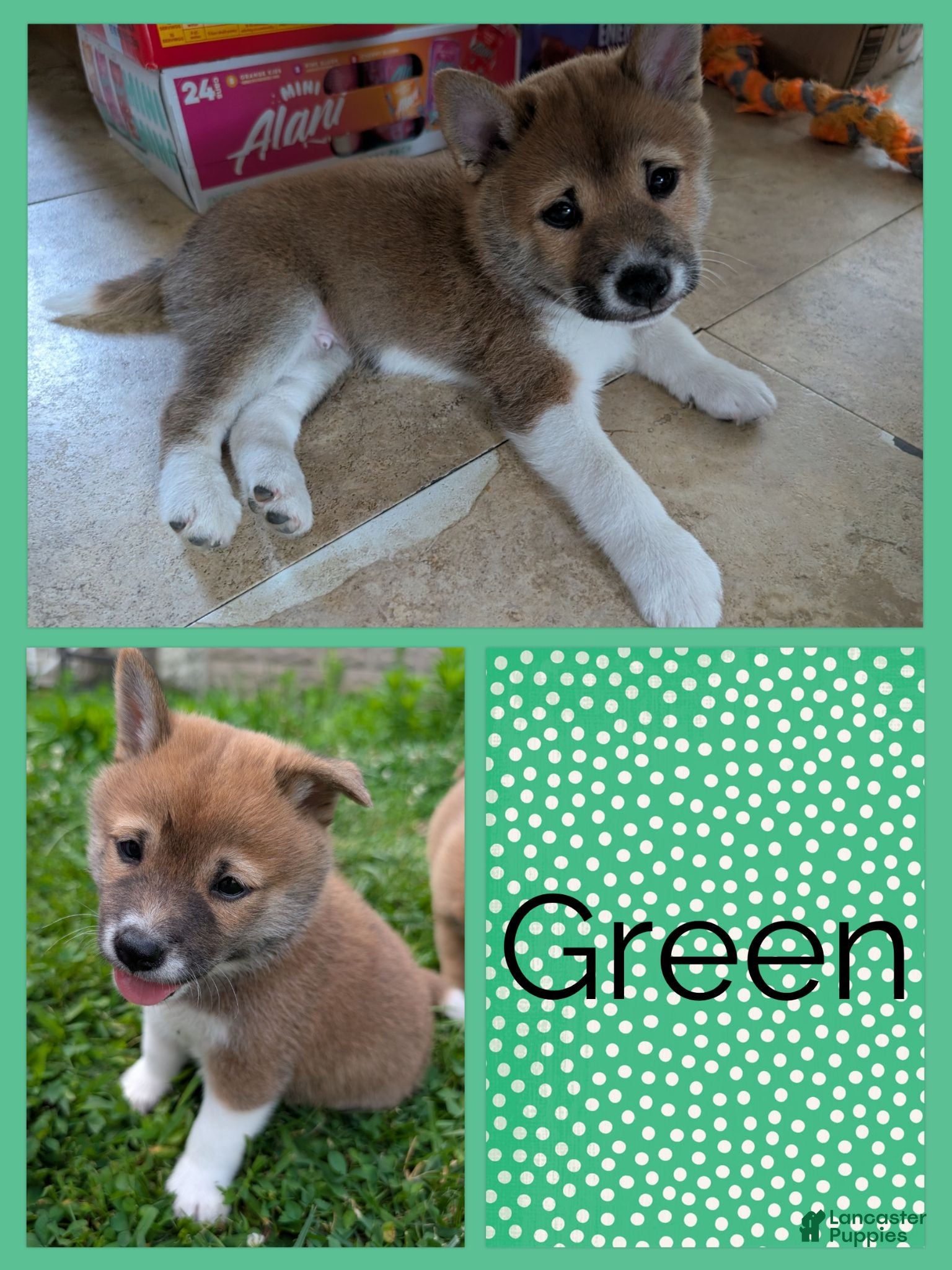 Shiba Inu dogs Emerald  - Ad 33