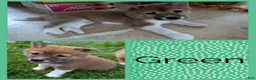 Shiba Inu dogs for sale: Emerald  - Ad 1