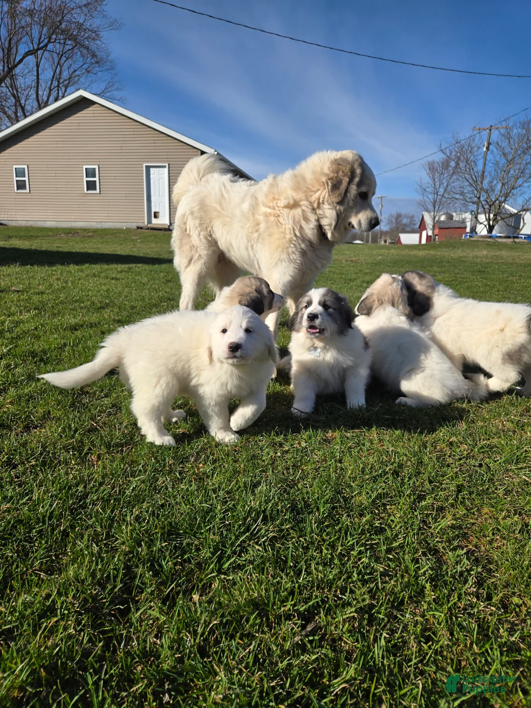 Great Pyrenees dogs for sale: Great Pyrenees Puppy 5 - Ad 2
