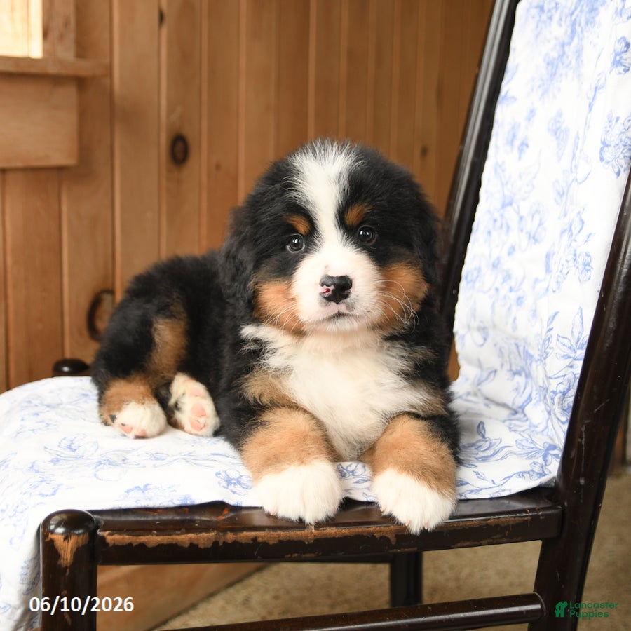 Bernese Mountain Dog dogs Bear - Ad 2
