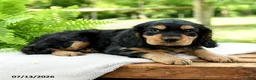 Cockalier dogs for sale: Reeses - Ad 3