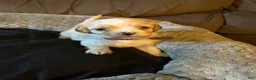 Maltipoo dogs for sale: Sage - Ad 3