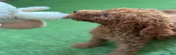 Standard Poodle dogs for sale: Bella - Ad 11