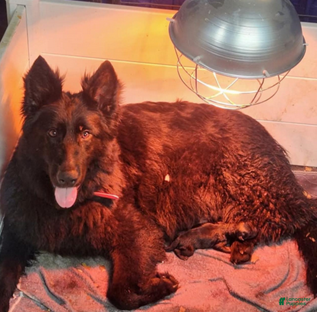 German Shepherd dogs for sale: Ember - Ad 5