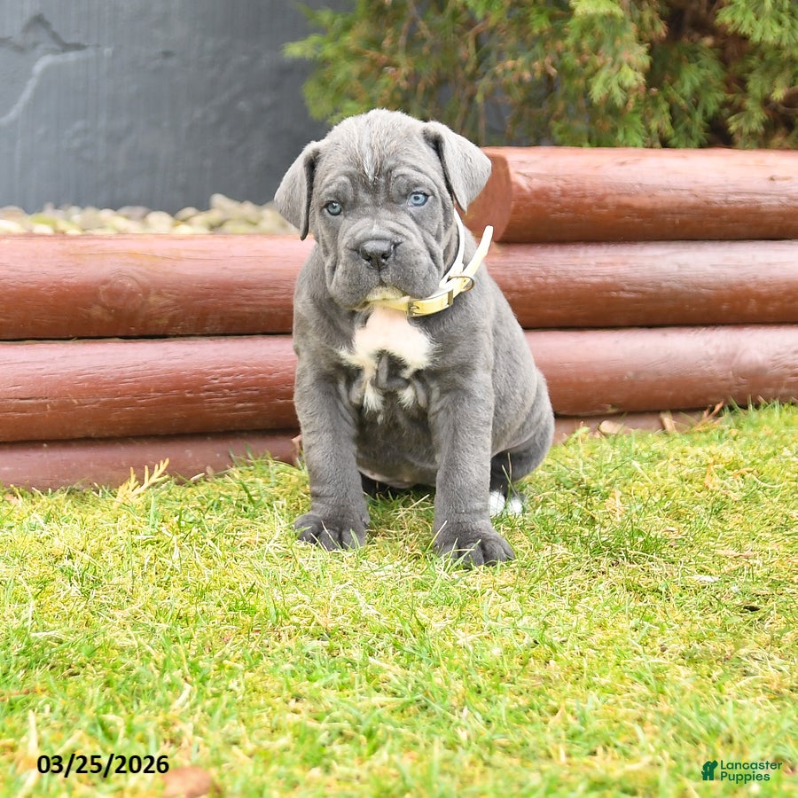 Cane Corso dogs Harmony - Ad 1