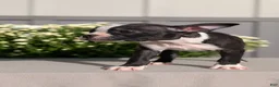 Boston Terrier dogs for sale: Twila  - Ad 6