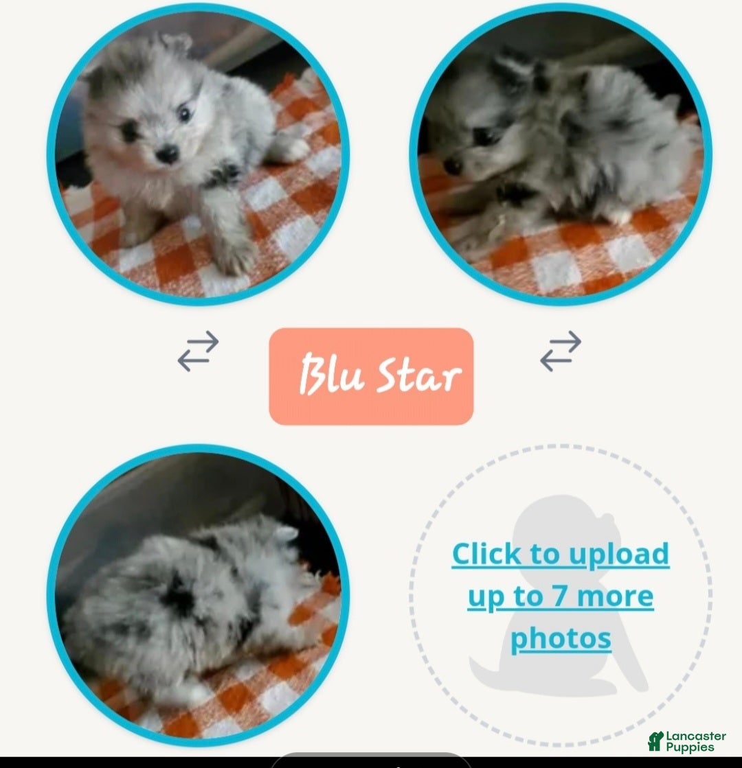 Pomeranian dogs Blu Bell - Ad 9