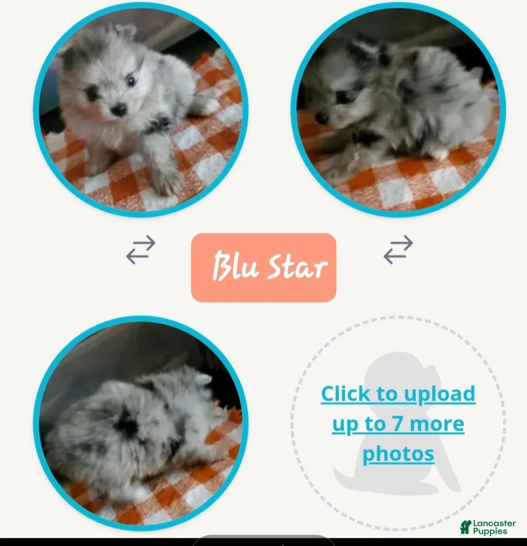 Pomeranian dogs for sale: Blu Bell - Ad 1