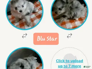 Pomeranian dogs Blu Bell - Ad 9