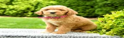 Mini Goldendoodle dogs for sale: Harley - Ad 3