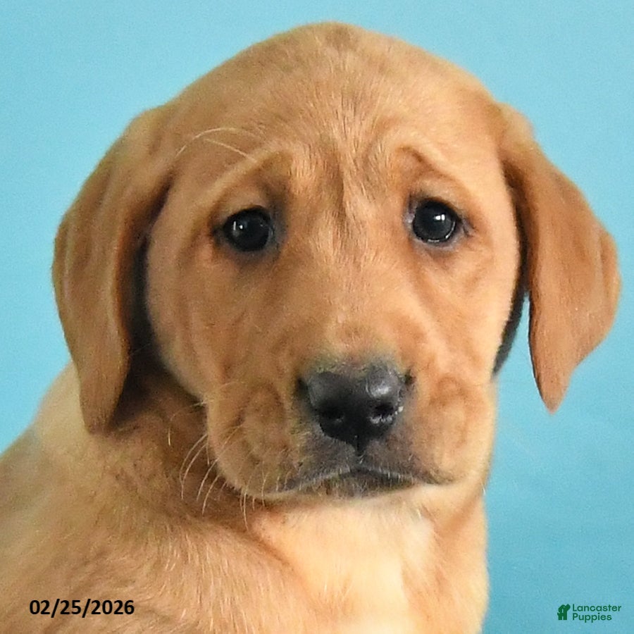 Labrador Retriever dogs Gretchen - Ad 2