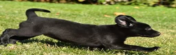 Labrador Retriever dogs for sale: Luna - Ad 10