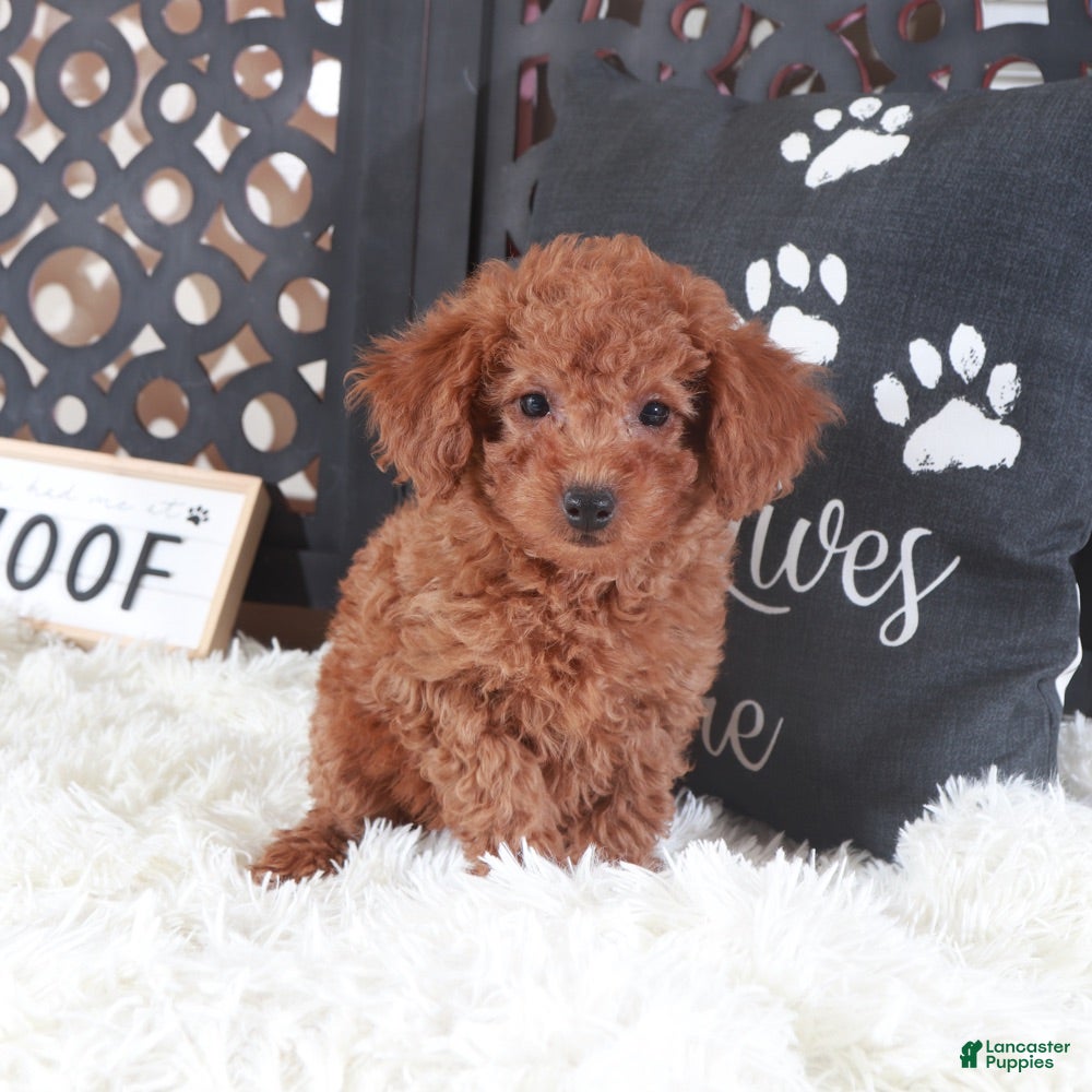 Miniature Poodle dogs Miniature Poodle Trixie - Ad 8