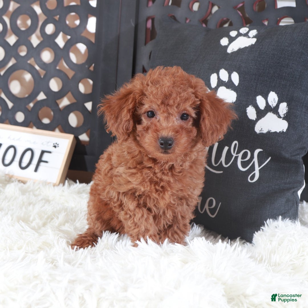 Miniature Poodle dogs for sale: Miniature Poodle Trixie - Ad 1