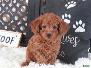 Miniature Poodle dogs Miniature Poodle Trixie - Ad 19