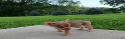 Mixed Breed dogs for sale: King - Ad 3