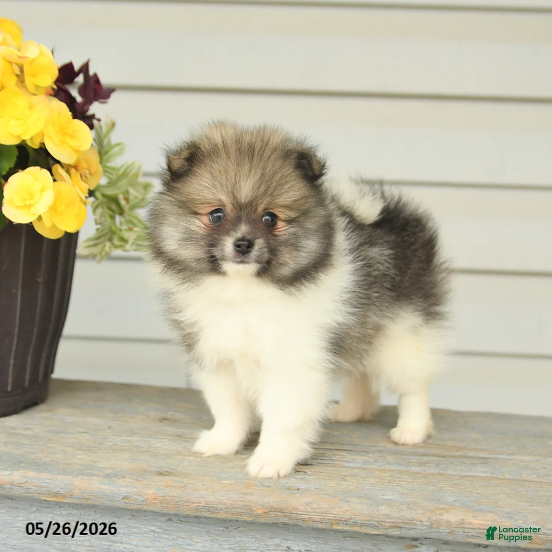 Pomeranian dogs for sale: Gedney - Ad 2