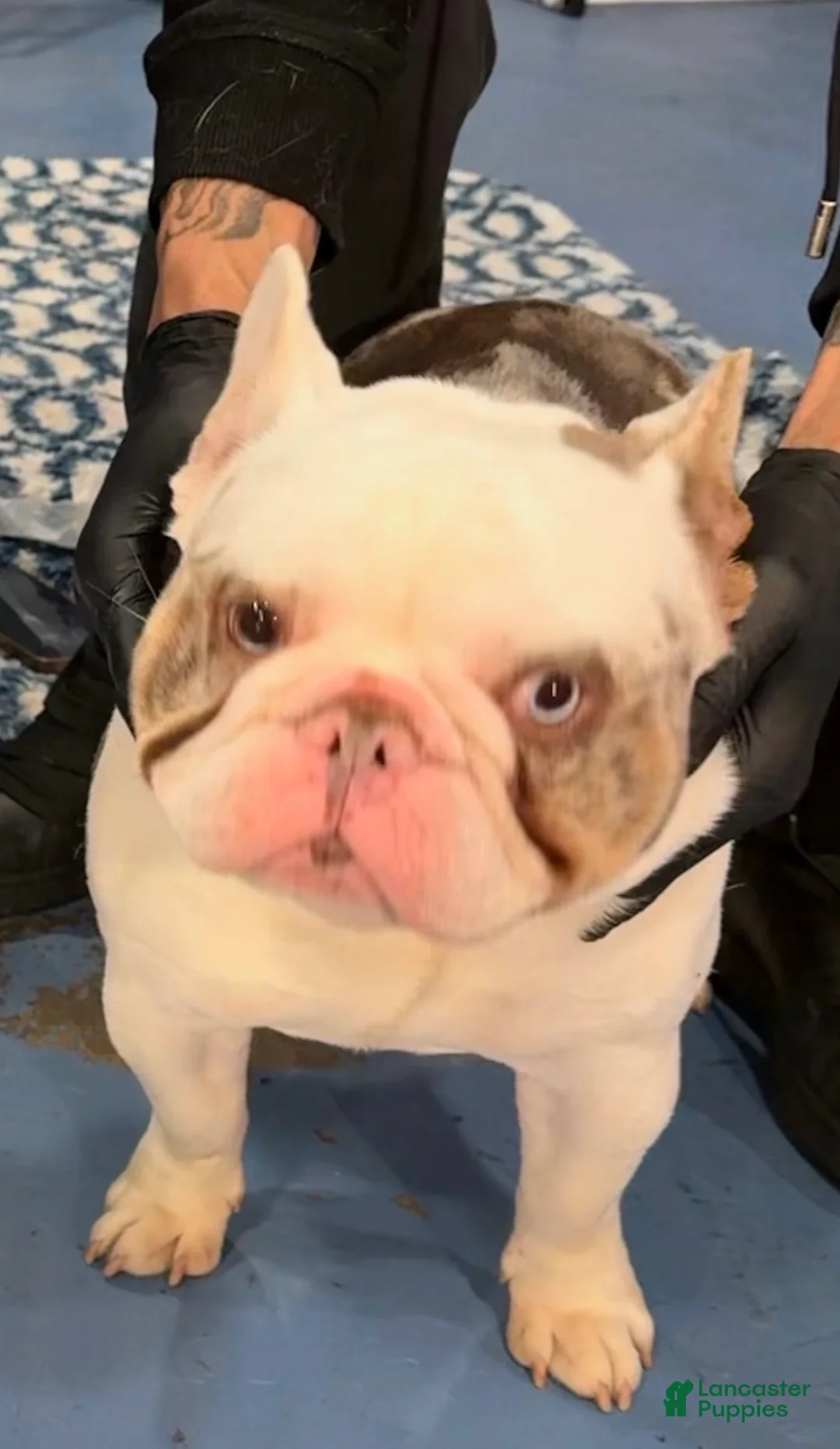 French Bulldog dogs for sale: Blue Papa  - Ad 4