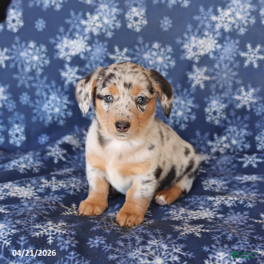 Welsh Corgi Pembroke dogs for sale: Sophie - Ad 4