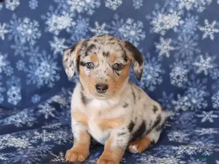 Welsh Corgi Pembroke dogs for sale: Sophie - Ad 4