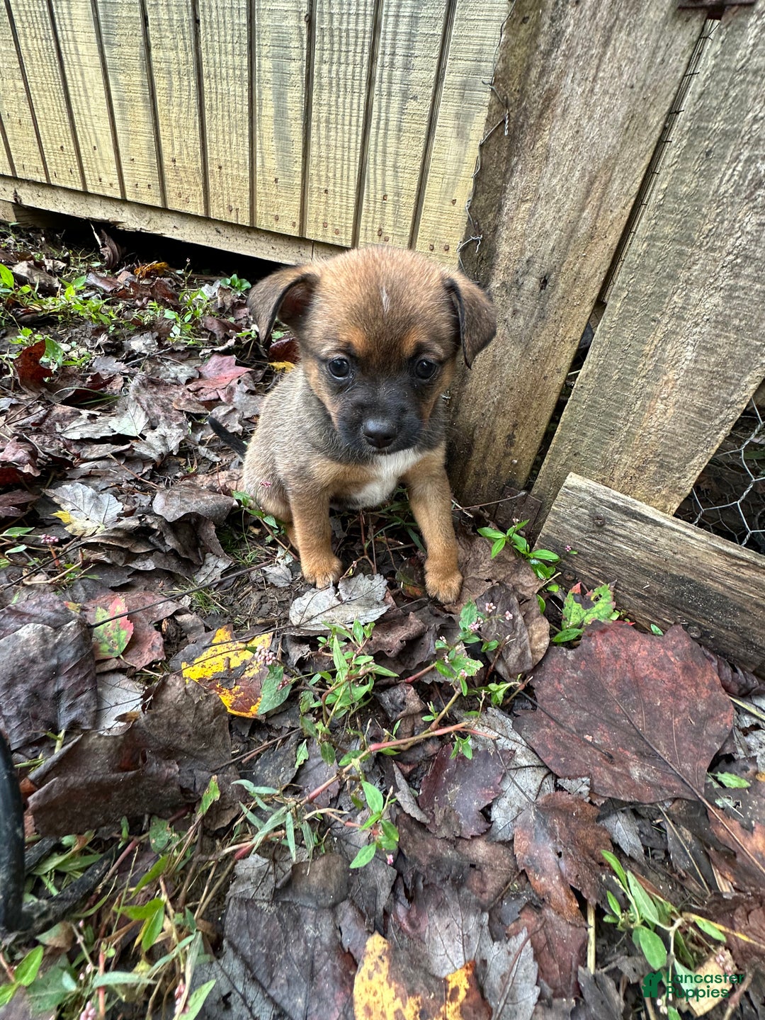 Mixed Breed dogs for sale: Chip - Ad 5