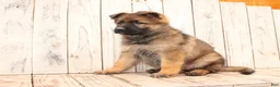 German Shepherd dogs for sale: Daisy - Ad 3