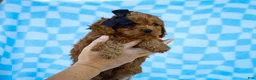 Cavapoo dogs for sale: Tucker Cavapoo Pup - Ad 3