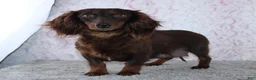 Miniature Dachshund dogs for sale: Riley - Ad 4