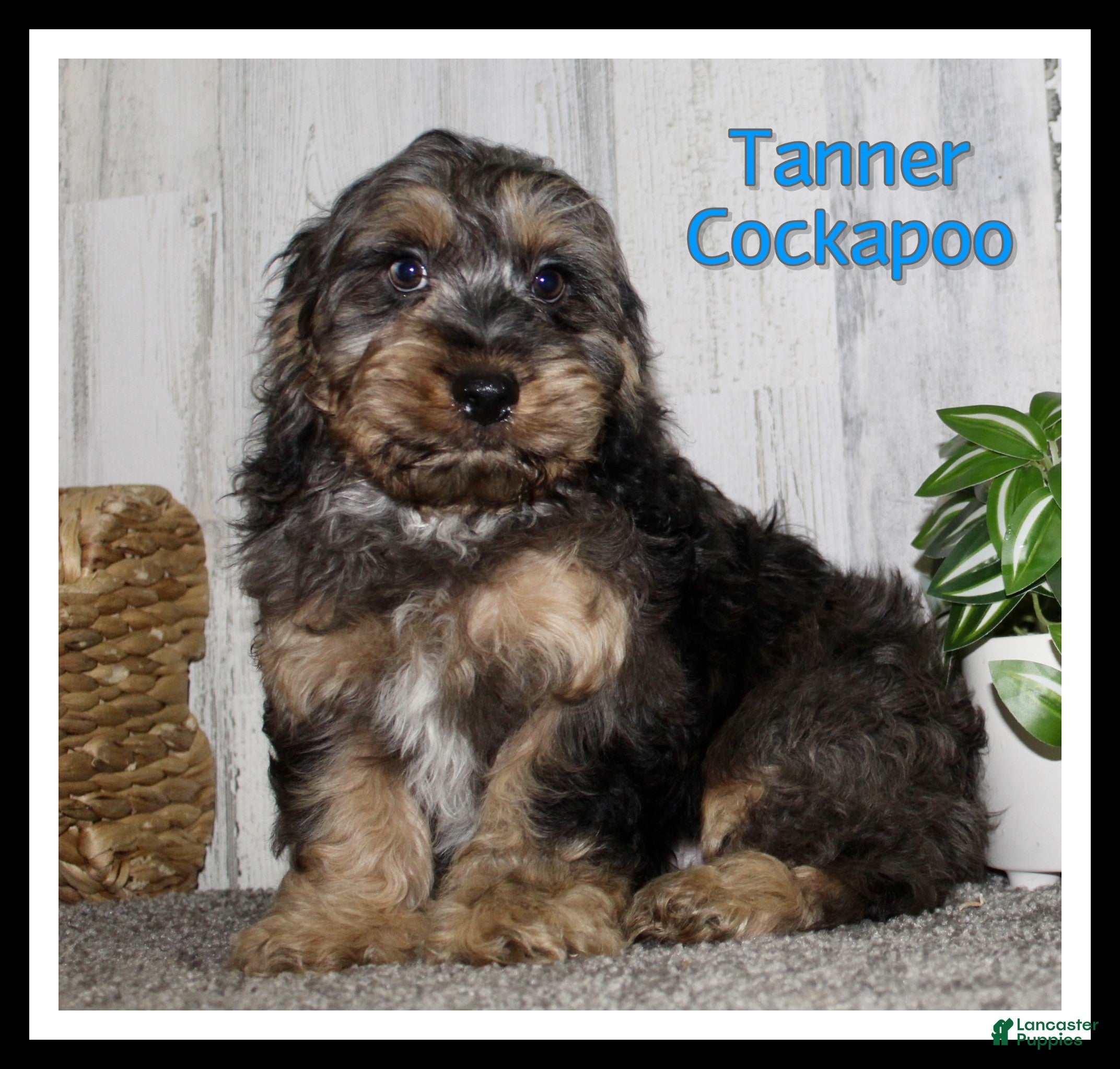 Cockapoo dogs Tanner - Ad 9