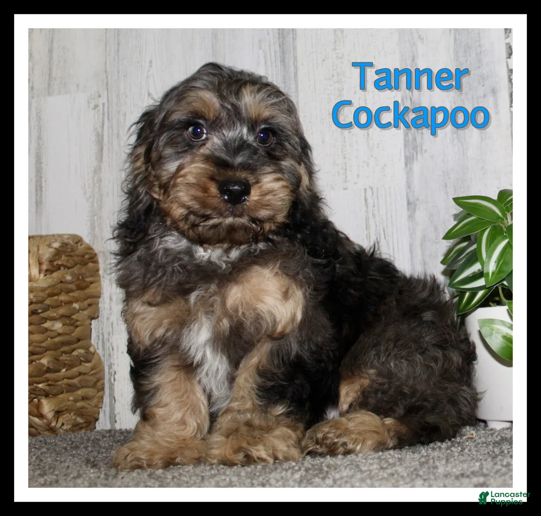 Cockapoo dogs for sale: Tanner - Ad 1