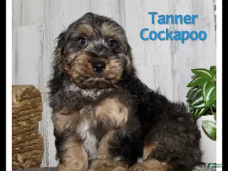 Cockapoo dogs Tanner - Ad 9