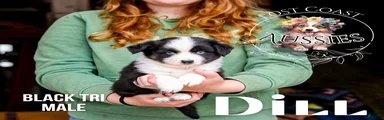 Dill