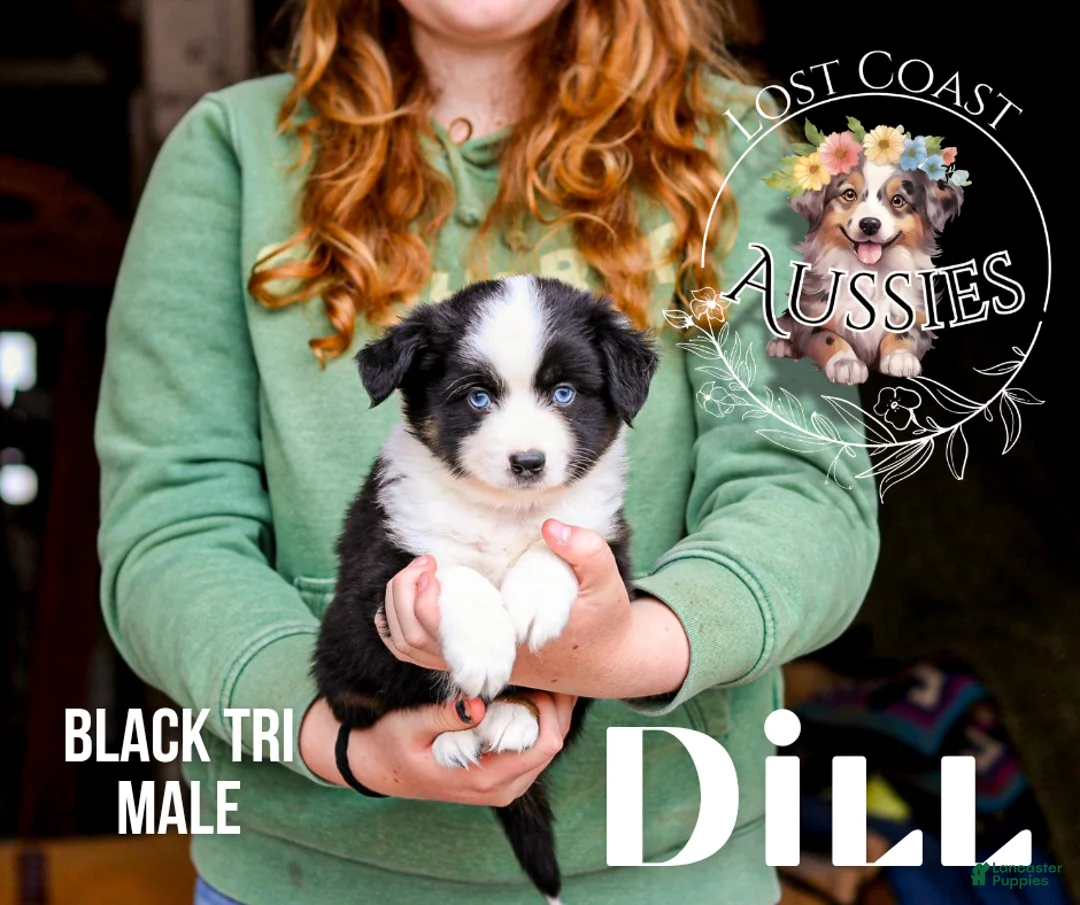 Miniature Australian Shepherd dogs for sale: Dill - Ad 1
