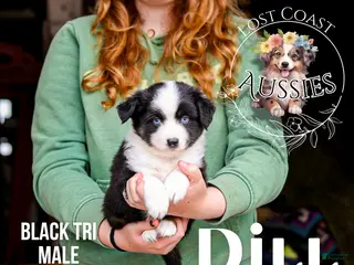 Miniature Australian Shepherd dogs Dill - Ad 11