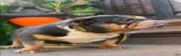 English Bulldog dogs for sale: English Bulldog Puppy 1 - Ad 16