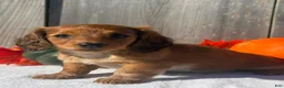 Miniature Dachshund dogs for sale: Autumn - Ad 6