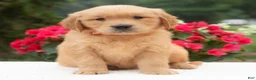 Golden Retriever dogs for sale: Keira  - Ad 4