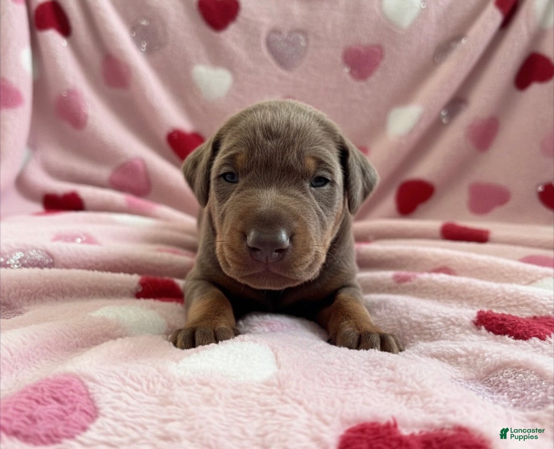 Doberman Pinscher dogs for sale: Cupid health tested parents - Ad 2