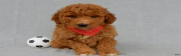 Mini Goldendoodle dogs for sale: Kenny - Ad 7