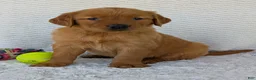 Golden Retriever dogs for sale: Miss Rosie  - Ad 9