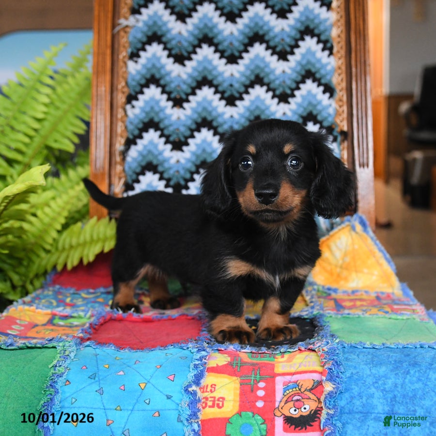 Miniature Dachshund dogs for sale: Peter - Ad 2