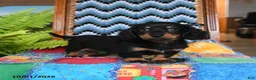 Miniature Dachshund dogs for sale: Peter - Ad 2