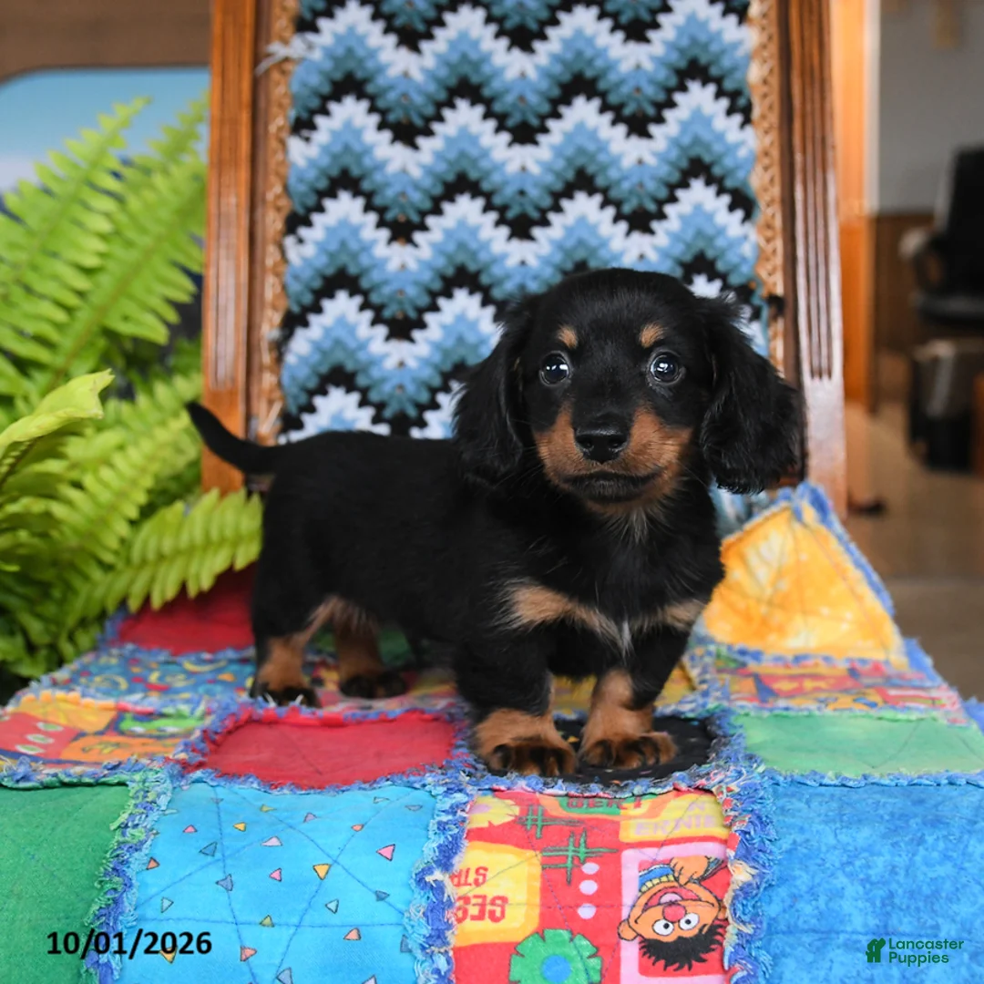 Miniature Dachshund dogs for sale: Peter - Ad 2