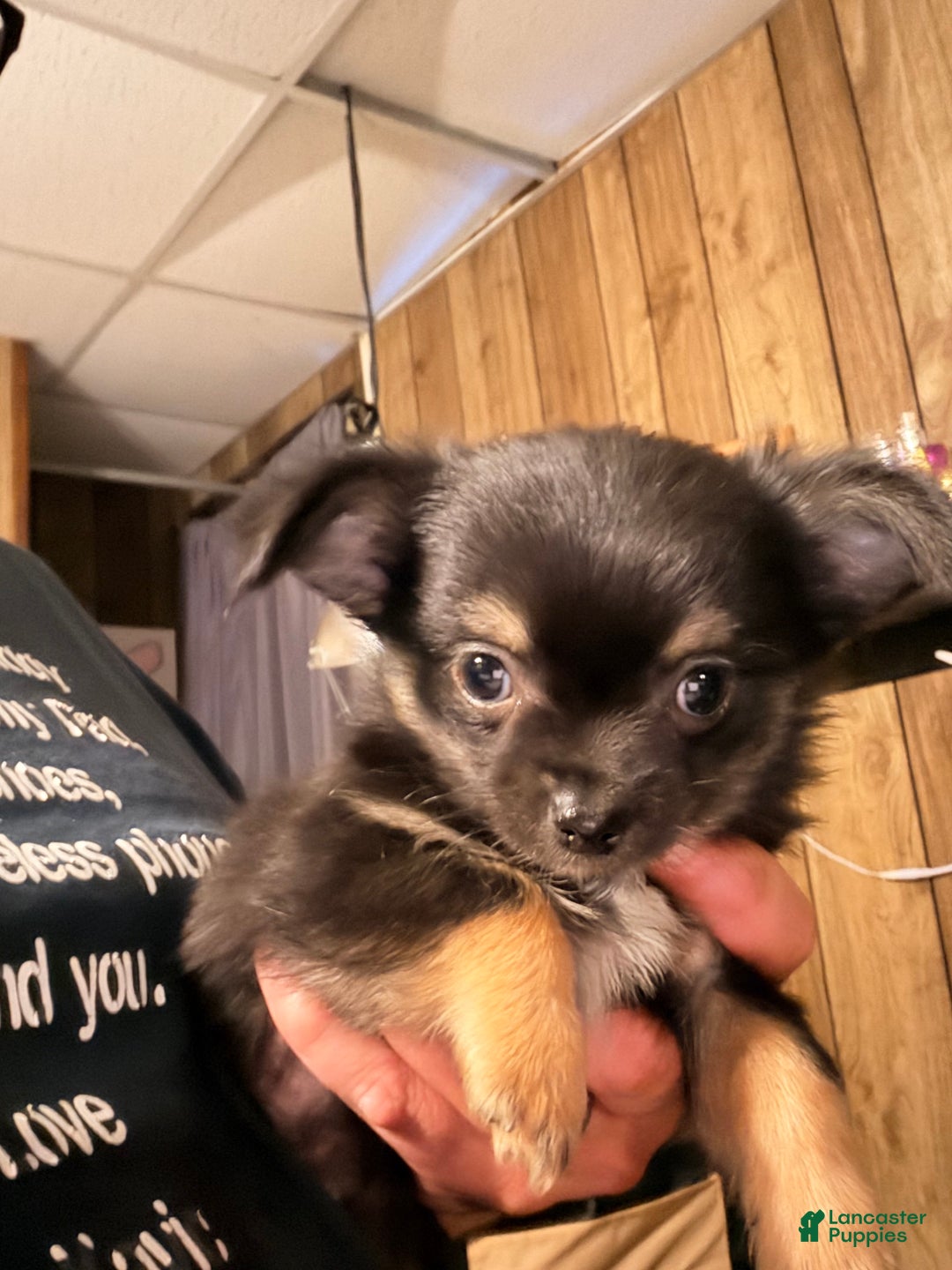 Chihuahua dogs for sale: Chihuahua Puppy 1 - Ad 2